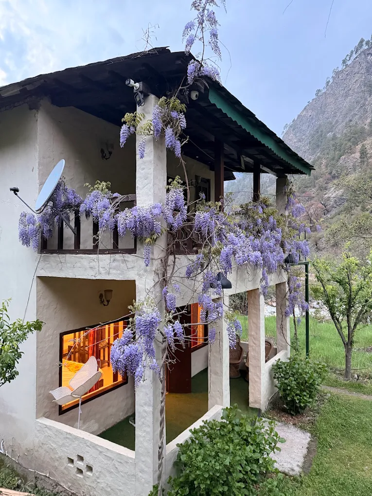 Two-storey cottage covered in purple wisteria